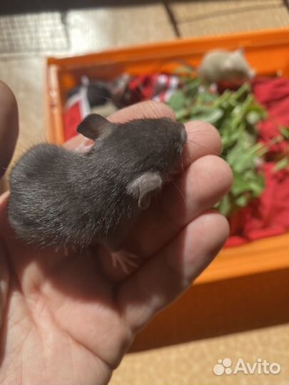 Крысята дамбо малыши