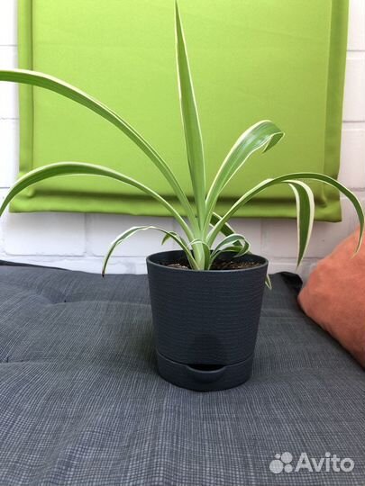 Молодые хлорофитумы