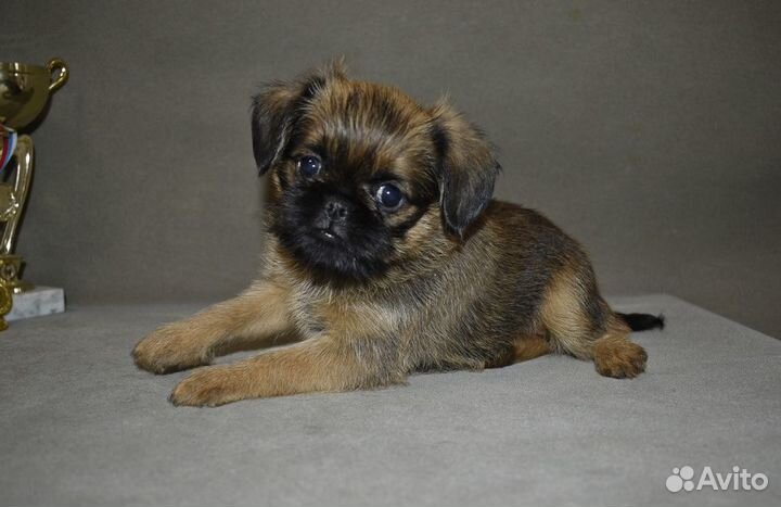 Девочка Брюссельского Гриффона