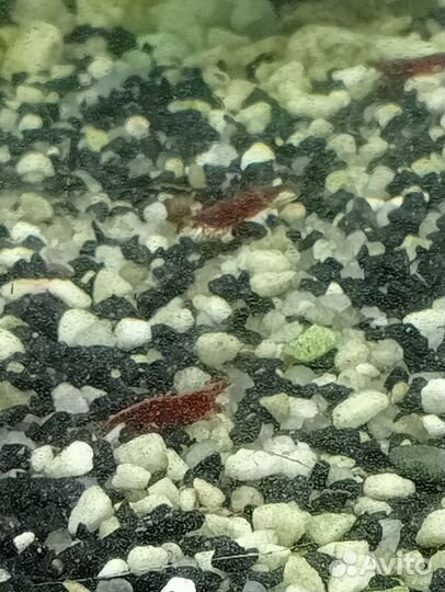 Аулофорус.Меченосцы.Креветки.Гуппи