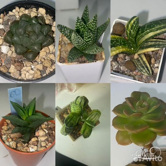 Суккуленты