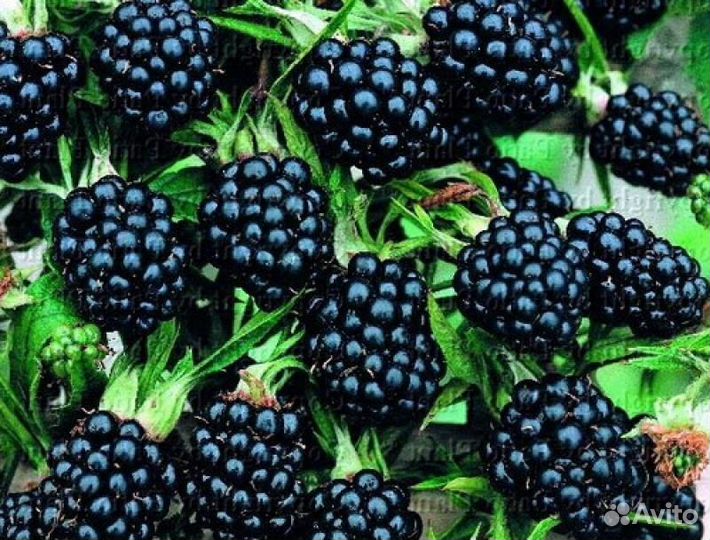 Саженцы садовой ежевики