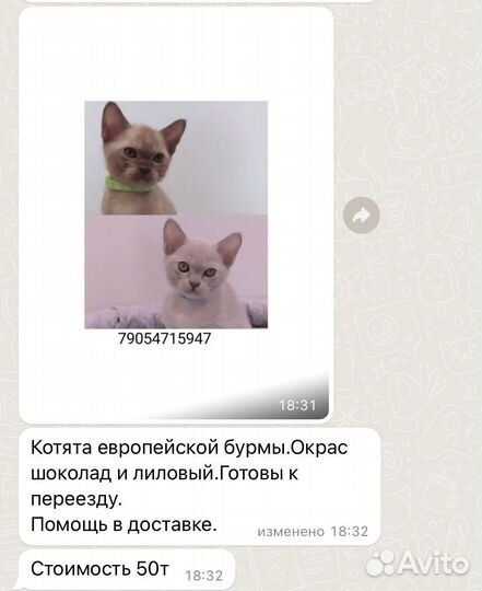 Продаю котят
