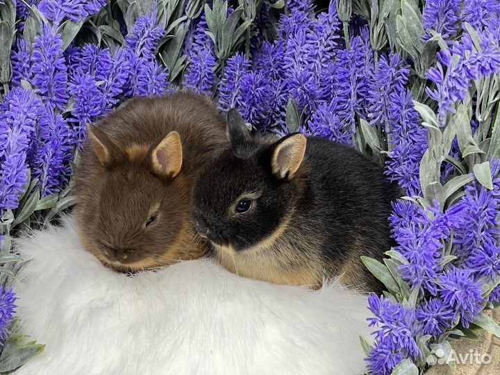 Кролики миниатюрные малыши
