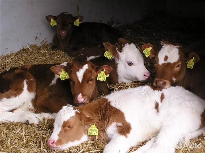 Телята бычки, телки