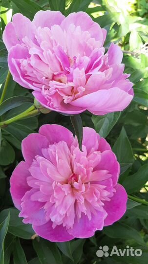 Многолетние растения для сада