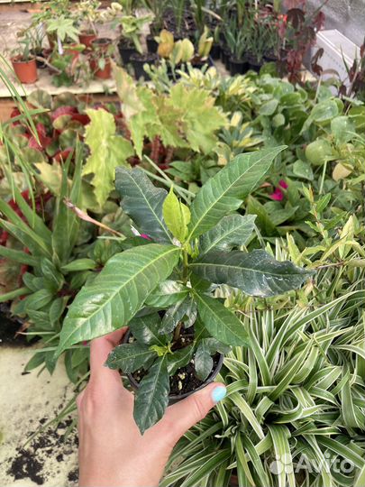 Гардения жасминовидная