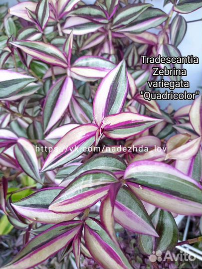 Традесканции сортовые, более 70 сортов