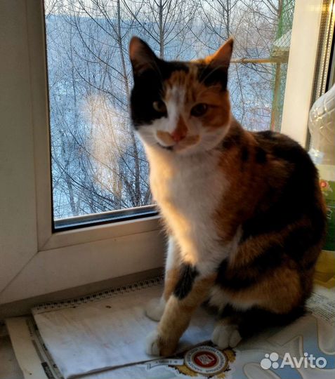 Кошка, около 1 года
