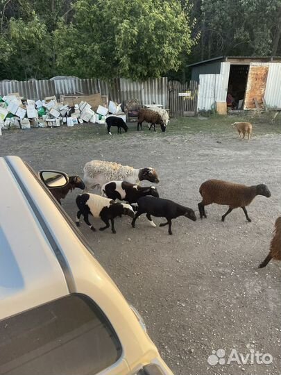 Овцы курдючные