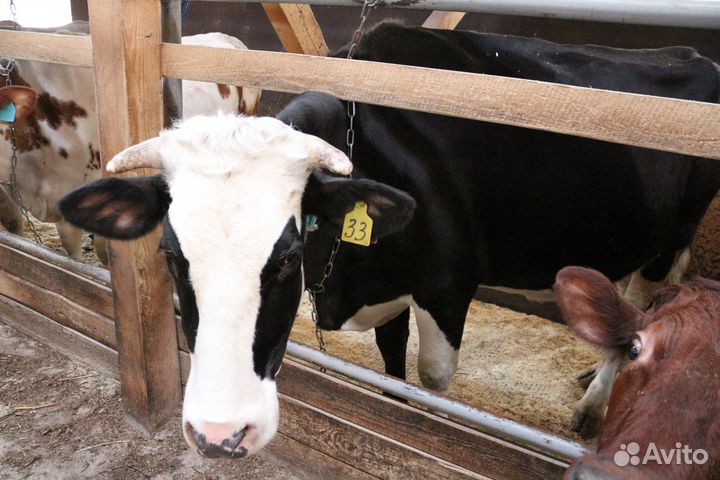 Коровы дойные молочные