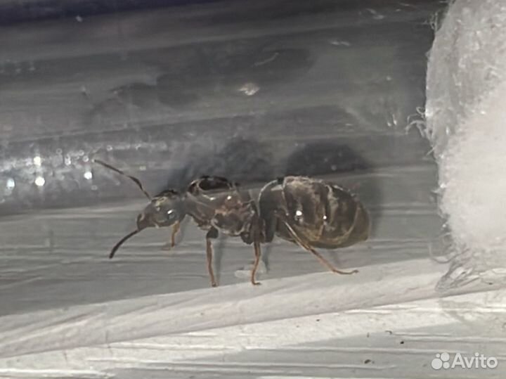 Матки муравьёв lasius niger