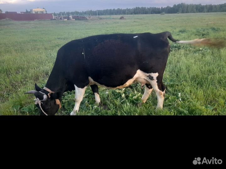 Корова дойная