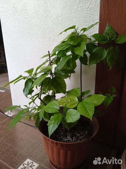 Китайская роза махровая комнатная