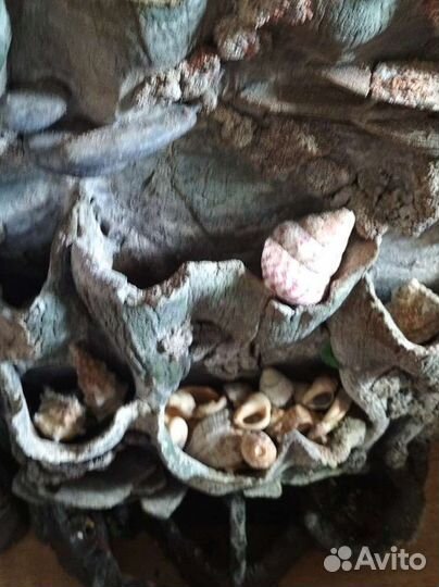 Кораллы для аквариума