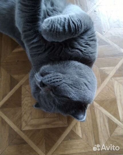Британские котята