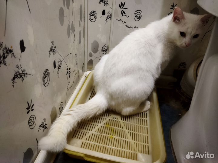 Кот для счастья