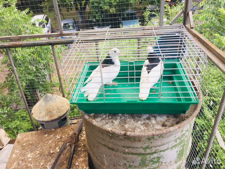 Продажа голубей