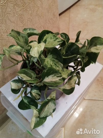 Сингониумы и сциндапсус