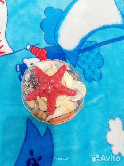 Морские ракушки