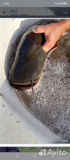 Свежая речная рыба