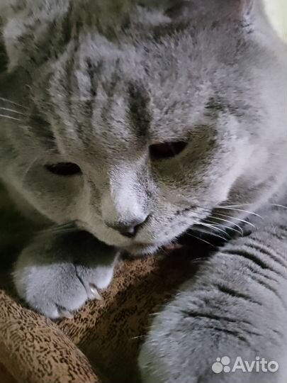 Британский кот