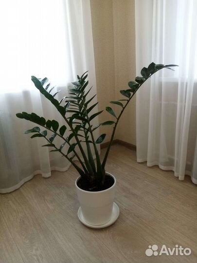 Растение замиокулькас