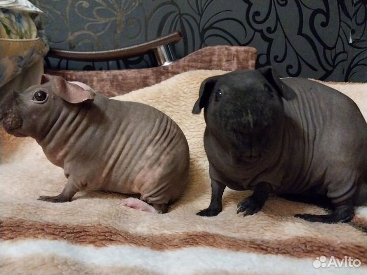 Скинни Морские свинки