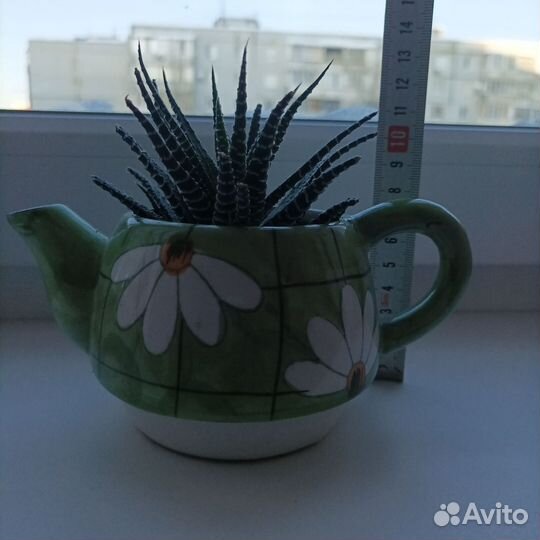 Кактусы и суккуленты
