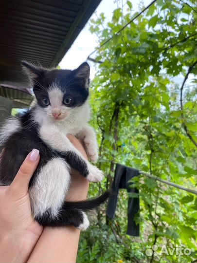 Кошка в дар