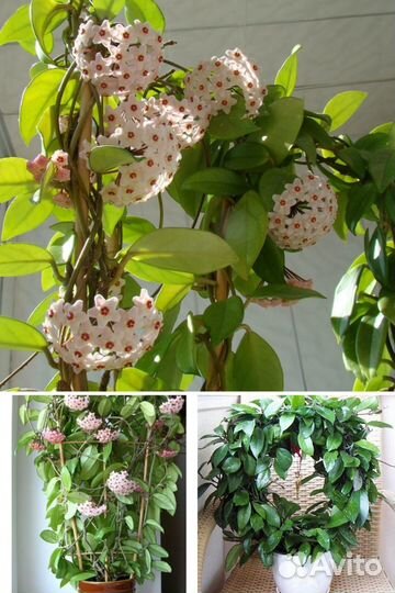 Цветы:Хойя восковой плющ Сarnosa и Белла ампельная