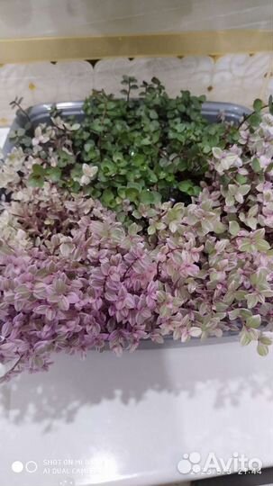 Коллизия комнатные цветы