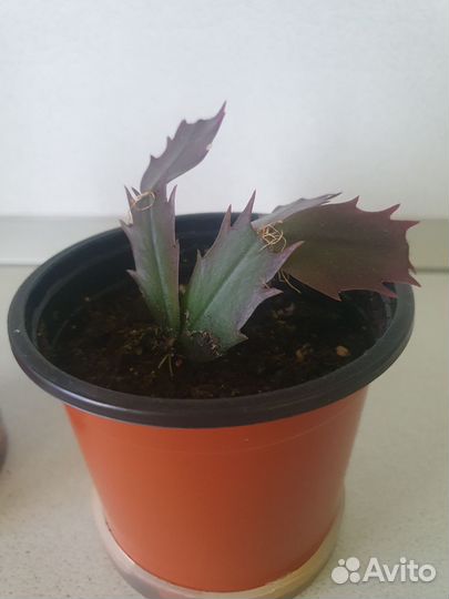 Комнатные растения