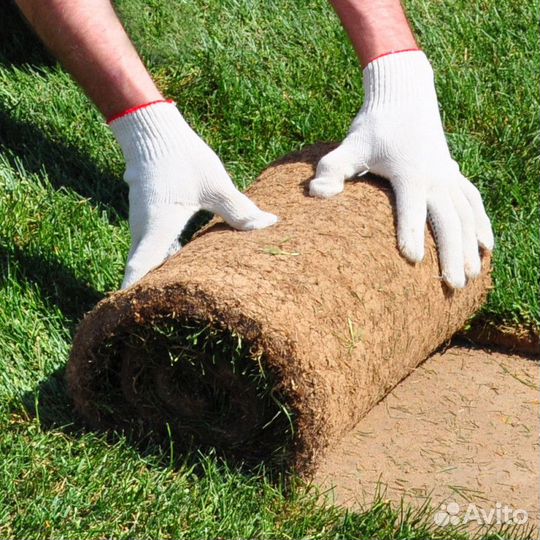 Рулонный газон Спортивный под ключ