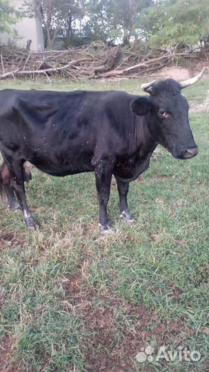 Продаются,коровы.(быки проданы)