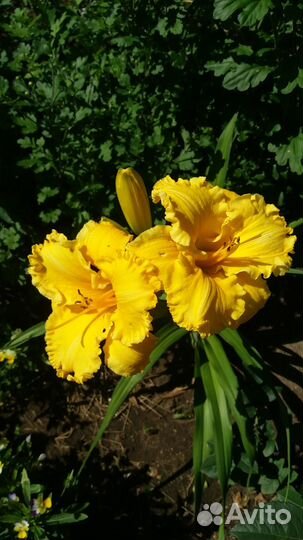 Лилейники сортовые