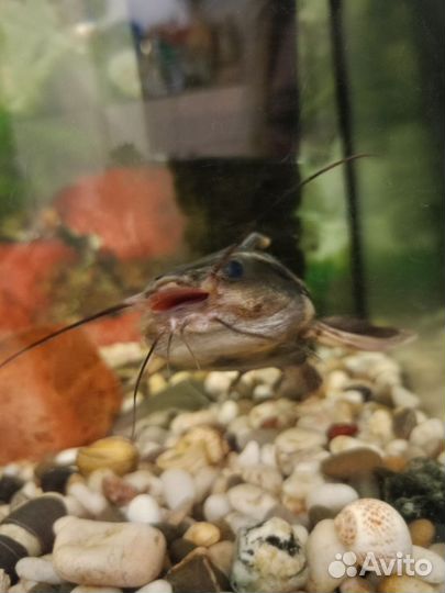 Аквариум с рыбками