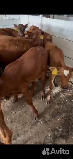 Телята бычки сементалы