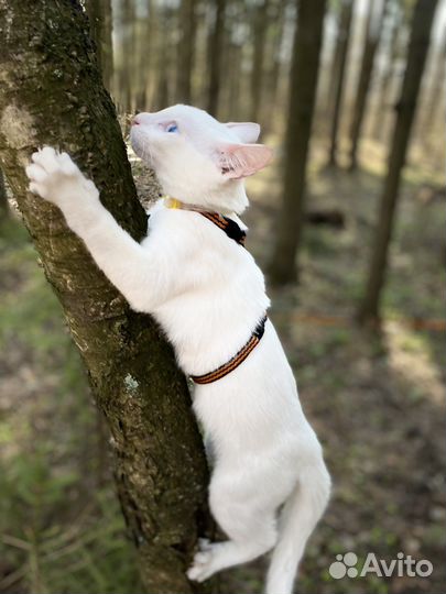 Котята као мани