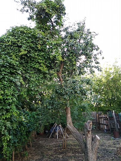 Участок 2 сот. (ИЖС)