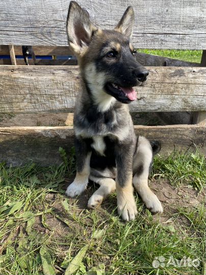 Лайка/ хаски