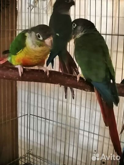 Попугай пиррура, ожереловый, монах и другии