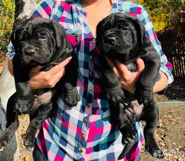 Щенки кане Корсо