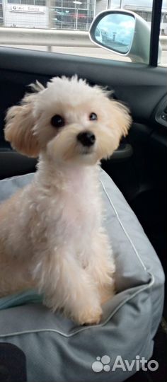 Подрощенная мальтипу f1