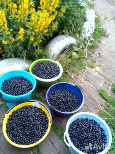 Ягоды черника замороженная