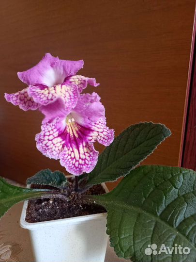 Стрептокарпусы