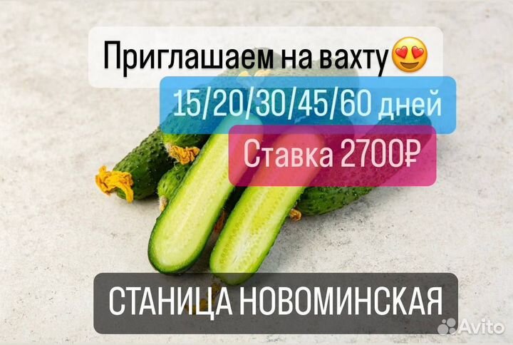 Фасовщик овощей/Вахта 15/20/35/45 смен с питанием