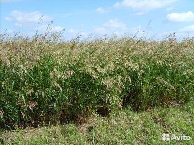 Семена многолетних трав