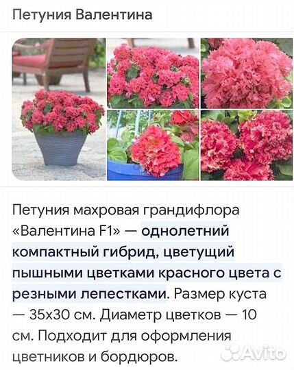 Рассада петунии Валентина