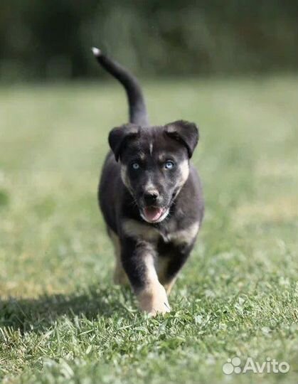 Щенок с хрустальными глазами из приюта, в дар